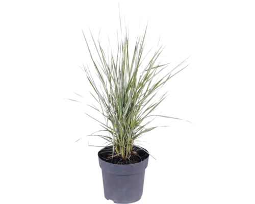 Okrasná tráva mix FloraSelf květináč 6 l 1 ks, různé druhy