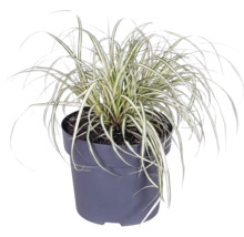 Okrasná tráva mix FloraSelf květináč 6 l 1 ks, různé druhy