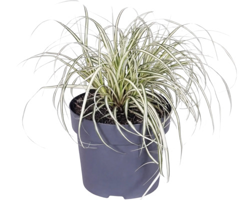 Okrasná tráva mix FloraSelf květináč 6 l 1 ks, různé druhy