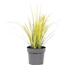Okrasná tráva mix FloraSelf květináč 6 l 1 ks, různé druhy
