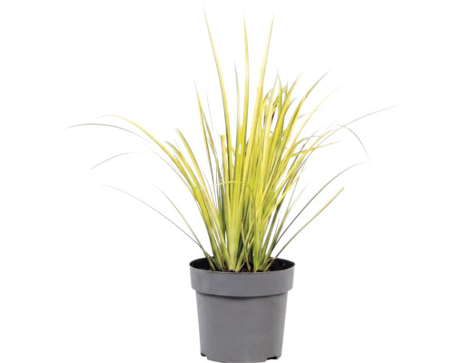 Okrasná tráva mix FloraSelf květináč 6 l 1 ks, různé druhy