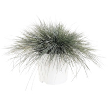 Kostřava popelavá FloraSelf Festuca glauca 'Intense Blue' 15-30 cm květináč 5 l