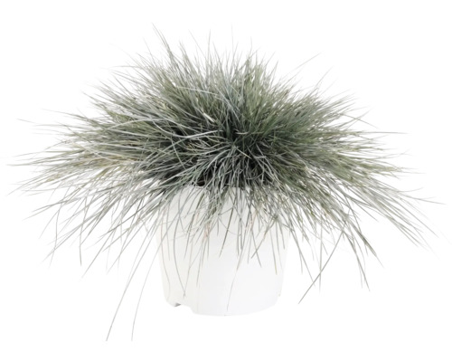 Kostřava popelavá FloraSelf Festuca glauca 'Intense Blue' 15-30 cm květináč 5 l