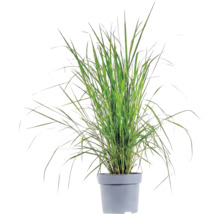 Okrasná tráva mix FloraSelf květináč 6 l 1 ks, různé druhy
