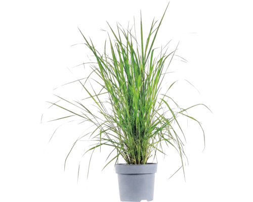 Okrasná tráva mix FloraSelf květináč 6 l 1 ks, různé druhy