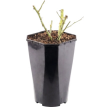Růže záhonová FloraSelf Rosa 'Hansestadt Rostock' 15-60 cm květináč 3 l