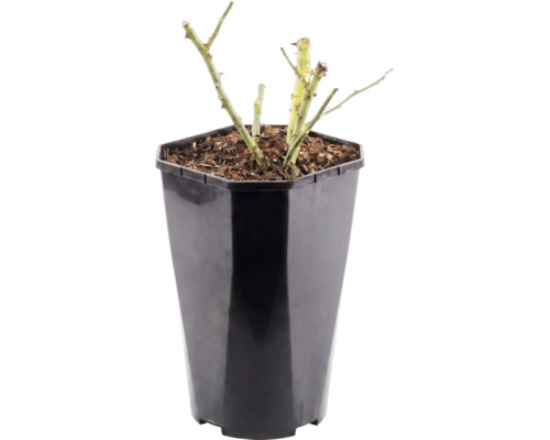 Růže záhonová FloraSelf Rosa 'Hansestadt Rostock' 15-60 cm květináč 3 l