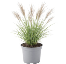 Okrasná tráva mix FloraSelf květináč 6 l 1 ks, různé druhy