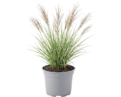 Okrasná tráva mix FloraSelf květináč 6 l 1 ks, různé druhy