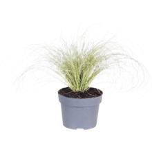 Okrasná tráva mix FloraSelf květináč 6 l 1 ks, různé druhy
