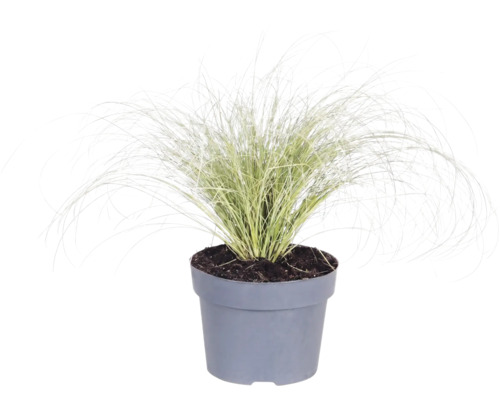 Okrasná tráva mix FloraSelf květináč 6 l 1 ks, různé druhy