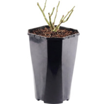 Růže záhonová Floraself Rosa 'Red Meilove' 15-60 cm květináč 3 l