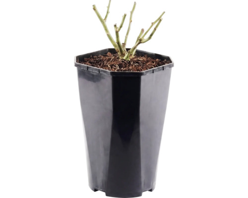 Růže záhonová Floraself Rosa 'Red Meilove' 15-60 cm květináč 3 l