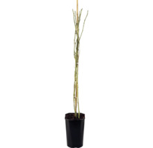 Růže pnoucí FloraSelf Rosa 'Climbing Iceberg' 50-80 cm květináč 3 l