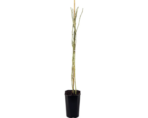 Růže pnoucí FloraSelf Rosa 'Climbing Iceberg' 50-80 cm květináč 3 l