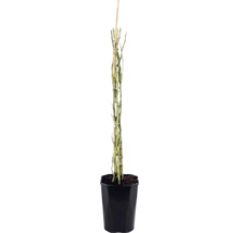Růže keřová FloraSelf Rosa 'Newsflash' 50-80 cm květináč 3 l
