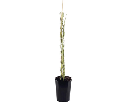Růže keřová FloraSelf Rosa 'Newsflash' 50-80 cm květináč 3 l