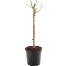 Růže na kmínku 60 cm Floraself Rosa 'Red Meilove' květináč 5 l