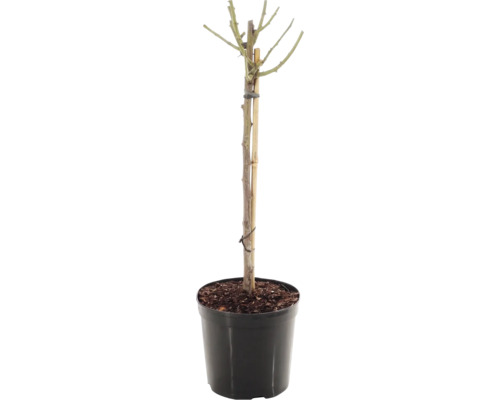 Růže na kmínku 60 cm Floraself Rosa 'Red Meilove' květináč 5 l