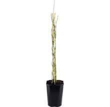 Růže popínavá FloraSelf Rosa 'Bonita Renaissance' výška 100-120 cm květináč 5 l