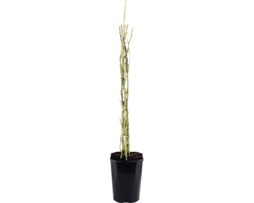 Růže popínavá FloraSelf Rosa 'Bonita Renaissance' výška 100-120 cm květináč 5 l