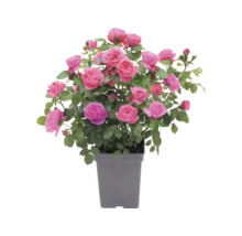 Růže záhonová 'Leonardo da Vinci'® FloraSelf květináč 5 l