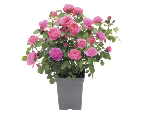Růže záhonová 'Leonardo da Vinci'® FloraSelf květináč 5 l