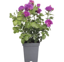 Růže záhonová FloraSelf Rosa 'Minerva' 30-50 cm květináč 5 l