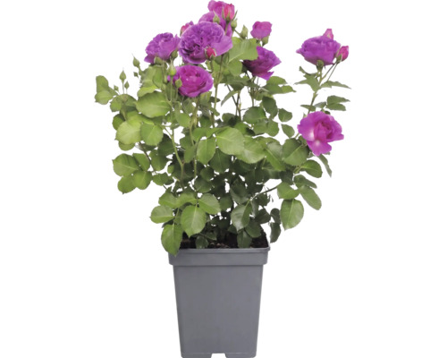 Růže záhonová FloraSelf Rosa 'Minerva' 30-50 cm květináč 5 l
