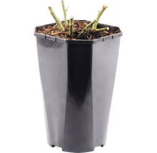 Růže záhonová 'Red Leonardo da Vinci'® FloraSelf 30-40 cm květináč 3 l