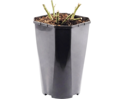 Růže záhonová 'Red Leonardo da Vinci'® FloraSelf 30-40 cm květináč 3 l