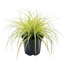 Ostřice ošimenská FloraSelf Carex oshimensis 'Evergold' 5-20 cm květináč Ø 14 cm