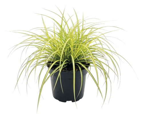Ostřice ošimenská FloraSelf Carex oshimensis 'Evergold' 5-20 cm květináč Ø 14 cm