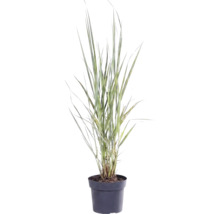 Okrasná tráva mix FloraSelf květináč 6 l 1 ks, různé druhy