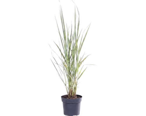 Proso prutnaté FloraSelf Panicum virgatum 'Northwind' 20-80 cm květináč 3 l