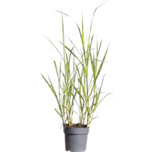 Okrasná tráva mix FloraSelf květináč 6 l 1 ks, různé druhy