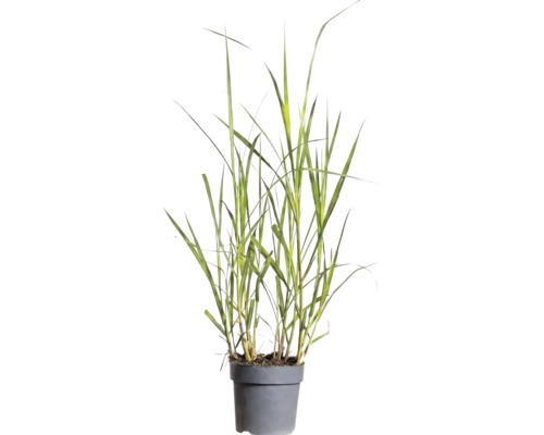 Okrasná tráva mix FloraSelf květináč 6 l 1 ks, různé druhy