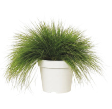 Metlička křivolaká Deschampsia flexuosa 'Amilime' květináč 2 l