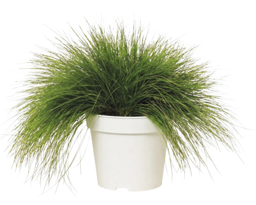 Metlička křivolaká Deschampsia flexuosa 'Amilime' květináč 2 l