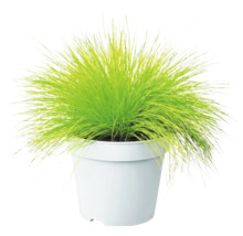 Metlička křivolaká Deschampsia flexuosa 'Amilime' květináč 2 l