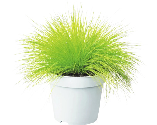 Metlička křivolaká Deschampsia flexuosa 'Amilime' květináč 2 l