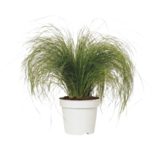 Kavyl péřovitý FloraSelf Stipa tenuifolia 'Pony Tails' 10-30 cm květináč 2 l