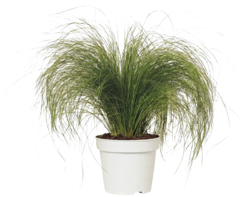 Kavyl péřovitý FloraSelf Stipa tenuifolia 'Pony Tails' 10-30 cm květináč 2 l