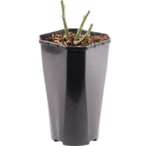 Růže záhonová FloraSelf Rosa 'Heidi Klum' výška 15-60 cm květináč 3 l