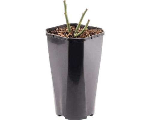 Růže záhonová FloraSelf Rosa 'Heidi Klum' výška 15-60 cm květináč 3 l