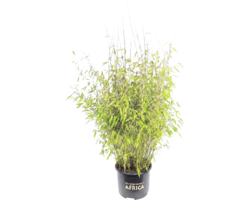 Bambus FloraSelf Fargesia Malachite Monkeys® výška 80-100 cm květináč 10 l