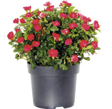 Růže keřová "Zepeti" cca 20 cm květináč 2 l