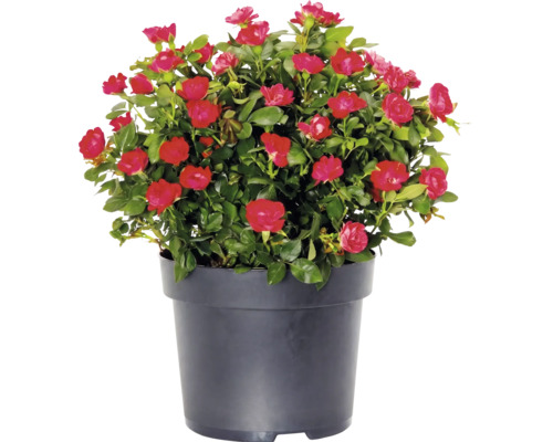 Růže keřová "Zepeti" cca 20 cm květináč 2 l