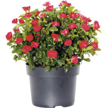 Růže 'Zepeti' ® 30-40 cm květináč 6 l