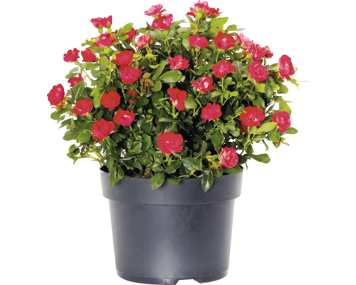 Růže 'Zepeti' ® 30-40 cm květináč 6 l
